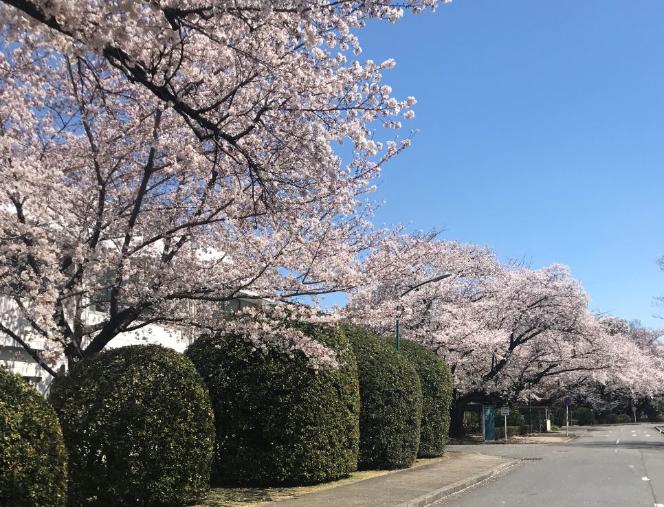 2019構内の桜