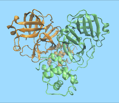Illustration showing the structure of the main protease