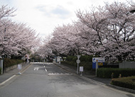 きれいな桜並木が来場者を迎えます。