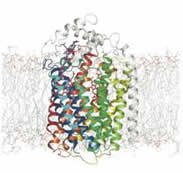 毒性の高いNOをN2Oに無毒化する酵素NORの立体構造。細胞内外の情報伝達や物質輸送を司る膜タンパク質の中を貫通するように埋もれている。この複雑な構造が結晶化を難しくする一因となっている。