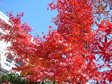 和光キャンパスでは四季折々の自然が楽しめます。