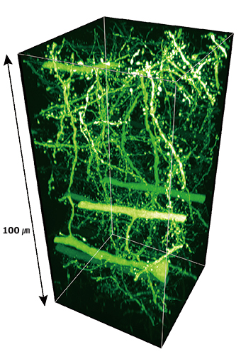 マウス脳の神経回路の大規模超解像イメージング図