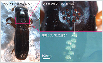 カシノナガキクイムシ（雌の成虫）の背中にあるマイカンギアの写真