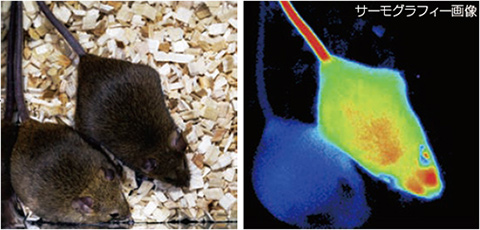 冬眠のような状態に誘導したマウス（左下）と通常時のマウス（右上）の図