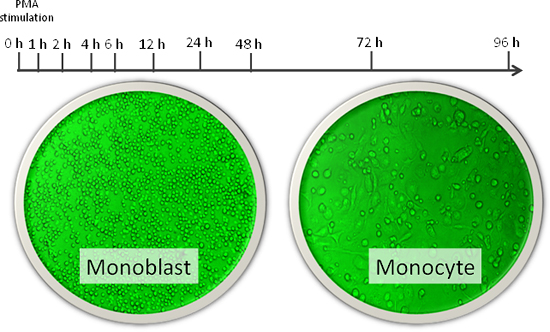 Photos showing monoblasts and monocytes