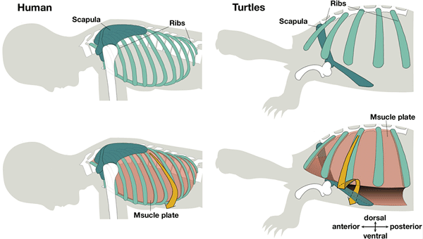Figure comparing the musculoskeletal system between different taxa