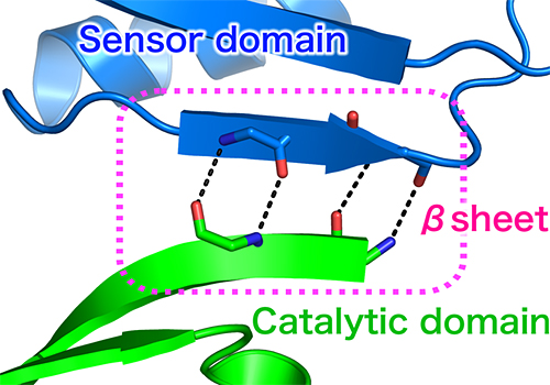 Diagram showing &beta;-sheet structures of sensor and catalytic domains
