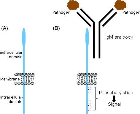 Schematic showing the proposed role of the cytoplasmic region