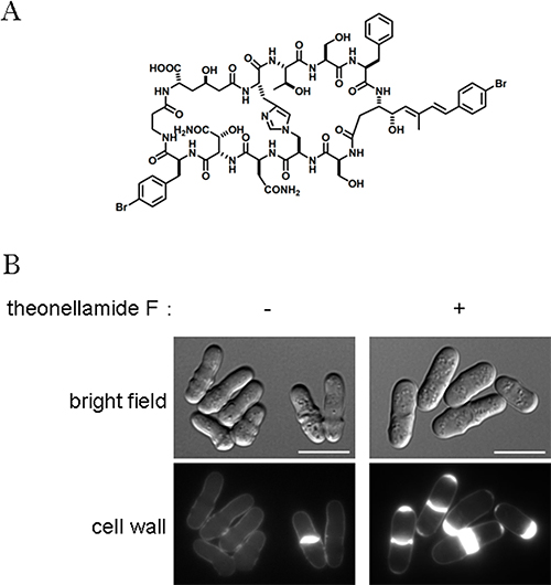 Cellular effect and chemical structure of theonellamide F
