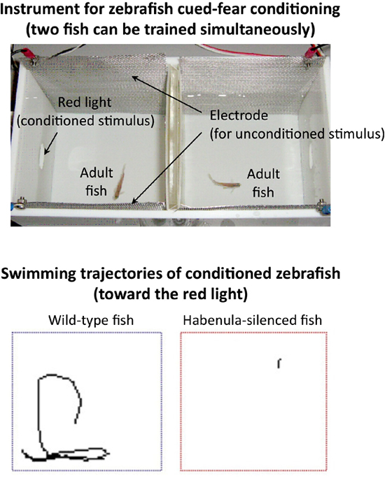 figure showing defective fear response swimming in habenula-silenced fish