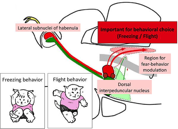 Schematic showing the lateral habenula output to fear regions of the zebrafish brain