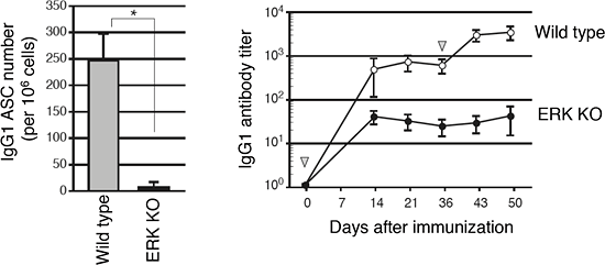 Figure showing impaired IgG1 antibody production in ERK KO mice