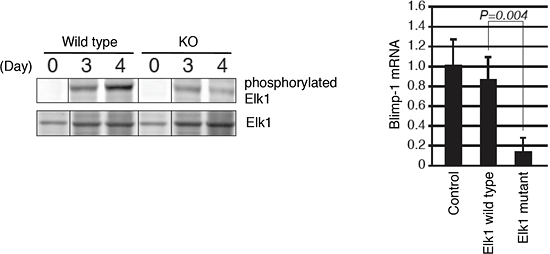 Figure showing that ERKs are required for the phosphorylation of Elk1