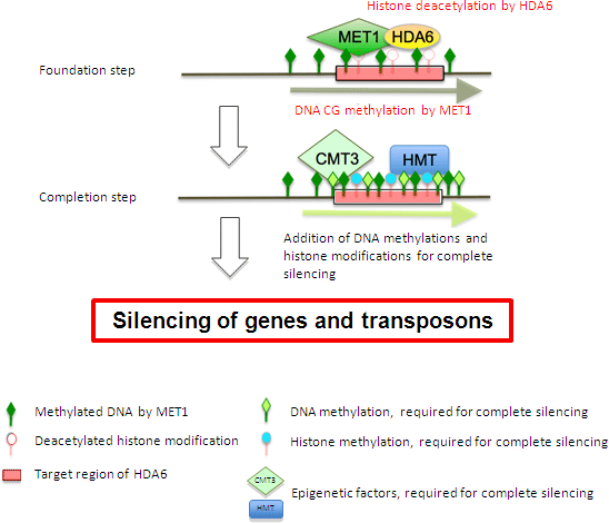 Figure showing the process of gene silencing