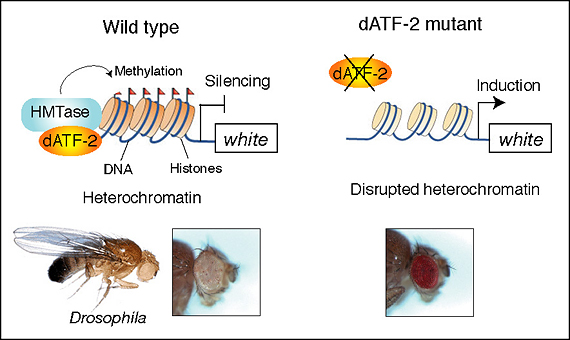 Figure showing that dATF-2 is essential for heterochromatin formation