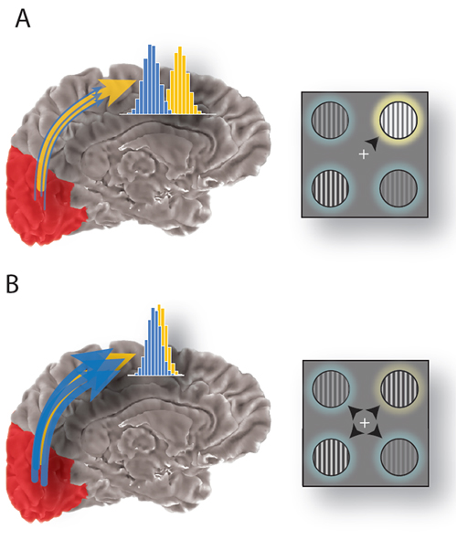 Figure showing how selection of sensory signals can account for improved behavioral performance