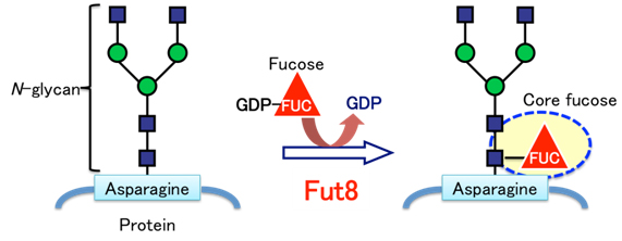 schematic FUC formation by the fucosyltransferase (Fut8) enzyme