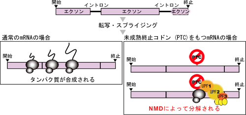 nonsense-mediated mRNA decay (NMD) 機構 のモデル図の画像