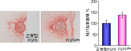 FGF9Eksは正常型FGF9に比べ、マウス肢芽組織で拡散が増大するの図