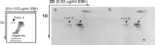 Mhr1による相同対合でできた、ツイストの緩みがない反応生成物