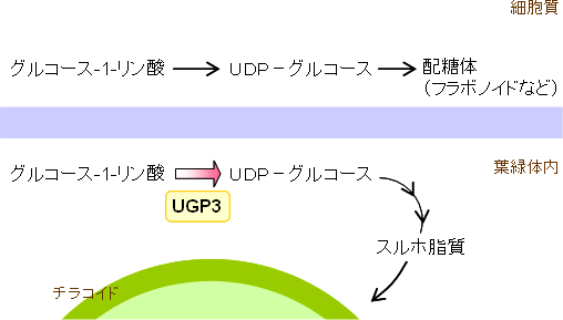 UGP3の細胞内局在性とその機能的特異性の図