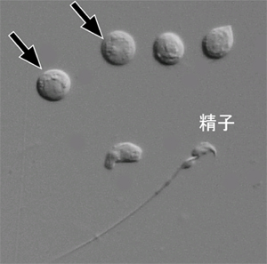マウス精巣中の生殖細胞の画像