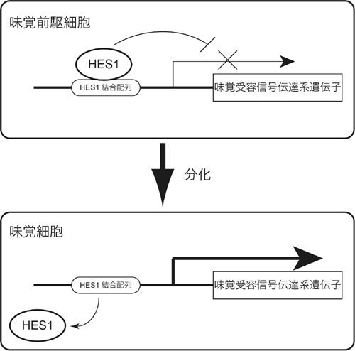 Hes1の細胞分化における役割のモデルの図