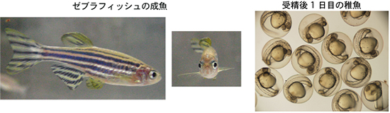 ゼブラフィッシュの成魚と受精後1日目の稚魚の画像