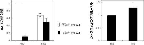 TIA-1がハンチンチン凝集体に巻き込まれることによる機能の低下の図