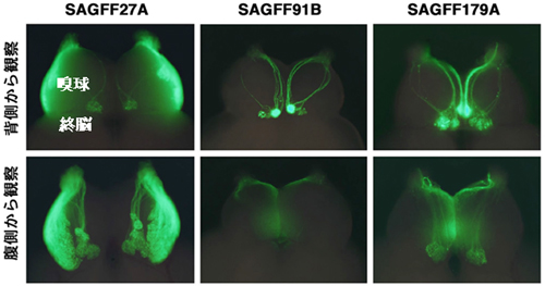 トランスジェニックゼブラフィッシュにおけるGFPを発現する嗅細胞の投射先の解析（成魚での観察）の図