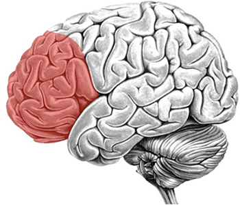 ヒトの脳を左横から見た図（赤部分が前頭連合野）の図