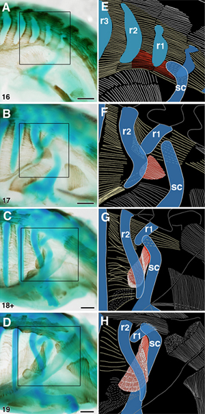 カメの発生に伴う前鋸筋の位置の変化の図