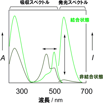 吸収スペクトルと蛍光発光スペクトルの変化の図