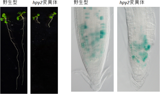 HPY2遺伝子が細胞分裂を調節している様子の図