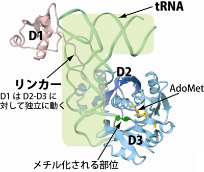 aTrm5-tRNA-AdoMet複合体の立体構造の図
