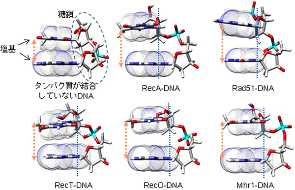さまざまな相同組み換えタンパク質に結合した単鎖DNAの構造（タンパク質は省略）の図