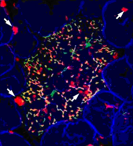 マウスM細胞特異的なGP2の発現を示す組織染色像の図
