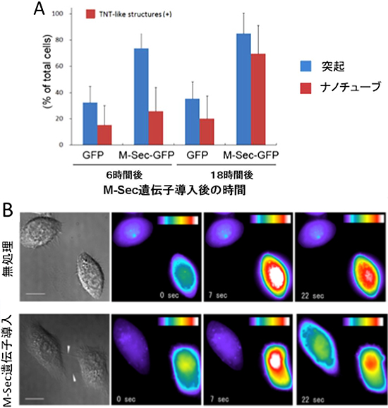 M-Sec遺伝子を導入したHeLa細胞に見られる細胞膜ナノチューブ形成と細胞間カルシウムシグナル伝達の図