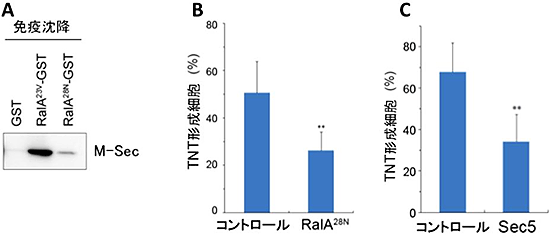 M-Secによる細胞膜ナノチューブ形成のRalとExocyst依存性の図