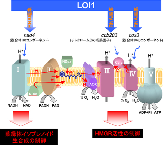 LOI1がかかわるミトコンドリア呼吸鎖を介したイソプレノイド生合成制御機構の図