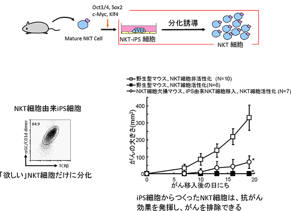 iPS細胞から作ったNKT細胞は抗がん効果を発揮するの図