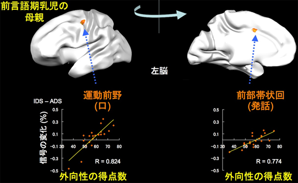 マザリーズによる脳活動と外向性との関係の図