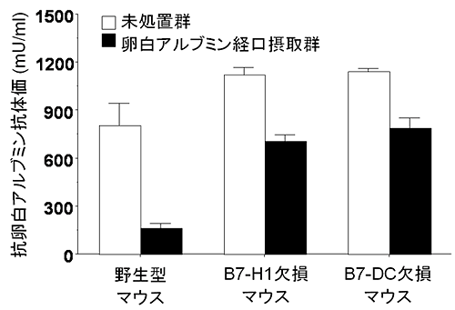 卵白アルブミンの経口摂取による経口免疫寛容の誘導の図