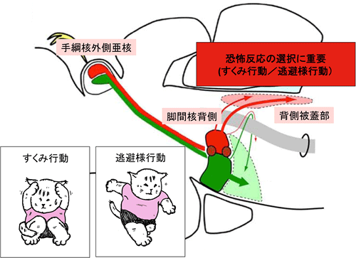 手綱核外側亜核から背側被蓋部への神経回路とその役割の図