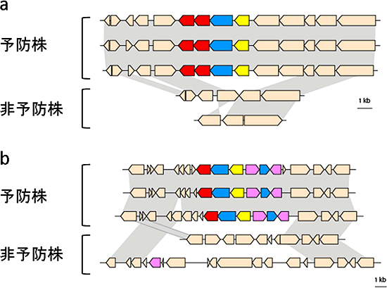 2種類の果糖トランスポーター遺伝子（a・b）を含むゲノム領域の模式図の画像