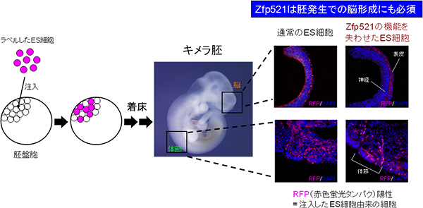 Zfp521タンパク質を働かなくさせたES細胞は、胚の中でも脳細胞への分化はできないの図