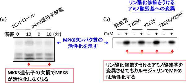 MKK3とカルモジュリンはMPK8を活性化するの図