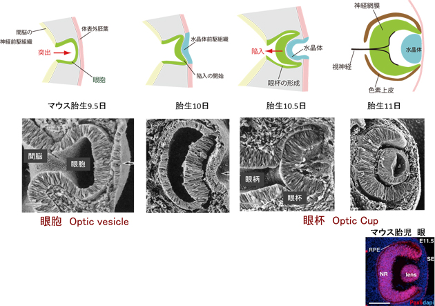 網膜組織の原基（眼杯）の発生の図