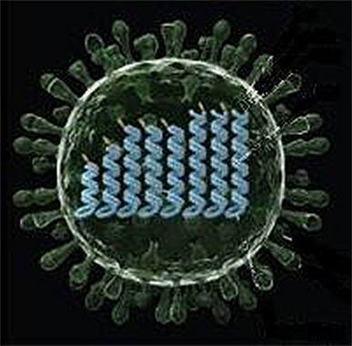 A型インフルエンザウイルスの構造を示す模式図の画像