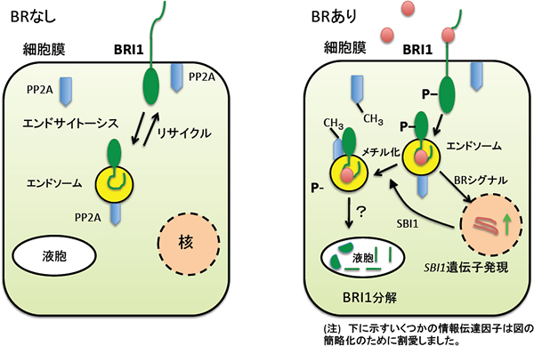 ブラシノステロイド受容体BRI1と総ブラシノステロイド量の調節モデルの図